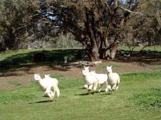 Weanlings joyfully 'pronking'